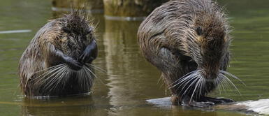 Las nutrias de un acuario están contagiadas de coronavirus Nutrias de un acuario están contagiadas de coronavirus