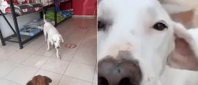 Perrito abandonado por su familia regresó a su casa esperando volver a entrar Perro abandonado por sus dueños regresó a su casa esperando volver a ingresar