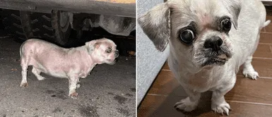 Cachorro abandonado falleció días antes de ser rescatado: Cachorro abandonado falleció días antes de ser rescatado: "Tuvo un lindo final"