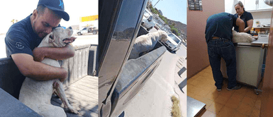 Joven pasea por última vez a su perro con cáncer antes de dormirlo para siempre Muchacho pasea por última vez a su perro con cáncer terminal antes de dormirlo para siempre