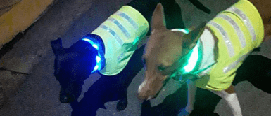 Perritos callejeros son vestidos con chalecos de luz para evitar accidentes Perritos callejeros son vestidos con chalecos de luz para evitar accidentes