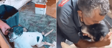 Anciano construyó un Anciano construyó un "caminito" para que su perro discapacitado se lastime