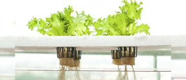 Han preparado una variada agenda virtual gratuita para toda la familia Día de la Tierra: darán taller completamente GRATIS para aprender a cultivar plantas