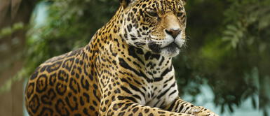 Parque de las Leyendas: ¿Qué sorpresas han preparado por el Día de la Tierra? Parque de las Leyendas: ¿Qué sorpresas han preparado por el Día de la Tierra?