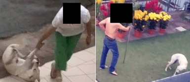 Denuncian que perro era golpeado y arrastrado de manera salvaje por sus dueños Denuncian que perro era golpeado y arrastrado de manera salvaje por sus dueños