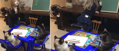 Niña de 6 años intenta enseñar paso por paso a sus gatos cómo dibujar una flor Niña de 6 años intenta enseñar paso por paso a sus gatos cómo dibujar una flor