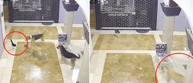 Mamá gata se enfrentó a tres perros callejeros que intentaban atacar a su cría Mamá gata se enfrentó a tres perros callejeros que intentaban atacar a su cría