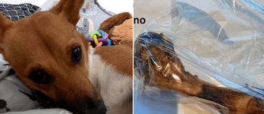 Sujeto deja carta tras envenenar al perro de su vecina: Sujeto deja carta tras envenenar al perro de su vecina: "No hay elección"