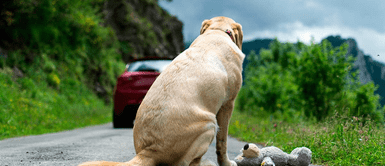 Parlamentario busca castigar con cárcel a las personas que abandonen a sus mascotas Parlamentario busca castigar con cárcel a las personas que abandonen a sus mascotas
