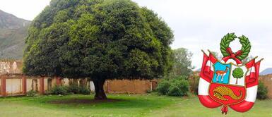 Conoce al emblemático árbol de la quina y sus propiedades medicinales Día de la Tierra: conoce al emblemático árbol de la quina y sus propiedades medicinales
