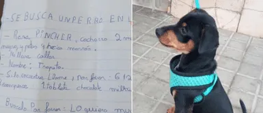 Niño ofrece una barra de chocolate a quien encuentre a su perrito extraviado Niño ofrece una barra de chocolate a quien encuentre a su perrito extraviado