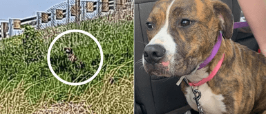 Perra fue aventada desde un auto y estuvo esperando el regreso de sus amos Perra fue aventada desde un auto y estuvo esperando el regreso de sus amos