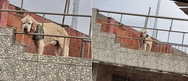 Vecinos denunciaron que perro anciano vivía amarrado en una azotea Vecinos denunciaron que perro anciano vivía amarrado en una azotea