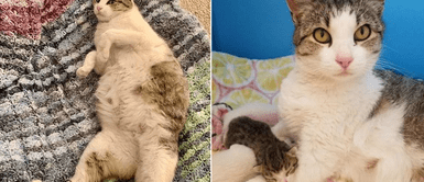 Gata embarazada callejera llegó hasta una casa rogando para que le ayuden Gata embarazada callejera llegó hasta una casa rogando para que le ayuden