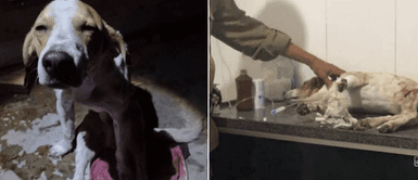 Cachorro resultó herido tras defender a su dueña del ataque de su pareja Cachorro resultó herido tras defender a su dueña del ataque de su pareja