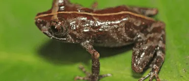 Amazonas: Descubren nueva especie de rana registrada por primera vez Amazonas: Descubren nueva especie de rana registrada por primera vez