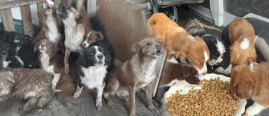 Dueño de 20 perros perdió la vida: necesitan un hogar y ayuda Hombre que albergaba a 20 cachorros falleció y ahora las mascotas buscan un nuevo hogar