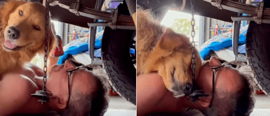 Perro encuentra a su dueño debajo de su auto y piensa que fue atropellado Perro encuentra a su dueño debajo de su auto y piensa que fue atropellado