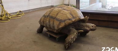 Tortuga con discapacidad consigue desplazarse usando una tabla con ruedas Tortuga con discapacidad consigue desplazarse usando una tabla con ruedas