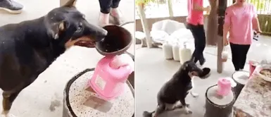 Perro callejero ingresa a un comedor popular suplicando un poco de alimento Perro callejero entra a restaurante con su propio plato implorando un poco de alimento