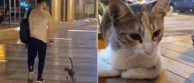 Gato callejero se encuentra a un joven en centro comercial y pide que lo adopte Gato sin hogar persigue a joven dentro de un centro comercial hasta lograr ser adoptado