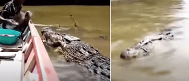 Pescador alimenta y engríe a un cocodrilo como si fuera una mascota doméstica Pescador alimenta y engríe a un cocodrilo como si fuera una mascota doméstica