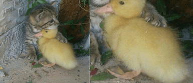 Gato protege a su amigo patito con un fuerte abrazo y sacando las garras Gato protege a su amigo patito con un fuerte abrazo y sacando las garras