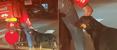 Perro callejero se acerca a un repartidor de comida para recibir un caricias Perro callejero se acerca a un repartidor de comida para recibir un caricias