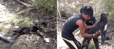 Vecinos salvan a un perro callejero que convulsionaba tras ser envenenado Vecinos salvan a un perro callejero que convulsionaba tras ser envenenado