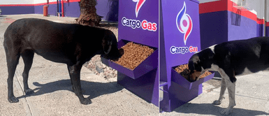 Gasolinera instala zona de alimentación para los perros callejeros Gasolinera instala zona de alimentación para los perros callejeros