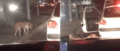 Personas abren la puerta de su automóvil y adoptan a un perro callejero Personas abren la puerta de su automóvil y adoptan a un perro callejero