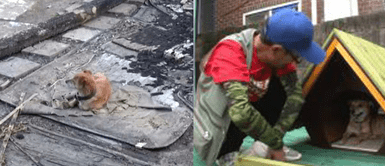 Perro espera a su dueño sobre un colchón entre los escombros que su antigua casa Perro espera a su dueño sobre un colchón entre los escombros que su antigua casa