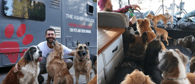 Joven renuncia a su trabajo para comenzar a rescatar perros y gatos callejeros Joven renuncia a su trabajo para comenzar a rescatar perros y gatos callejeros