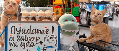 Joven vende cupcakes para costear la operación de su gato con ceguera Joven vende cupcakes para costear la operación de su gato con ceguera