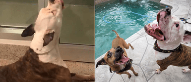 Pitbull llora tras ser separado de su hermano en el refugio que fueron abandonados Pitbull llora tras ser separado de su hermano en el refugio que fueron abandonados