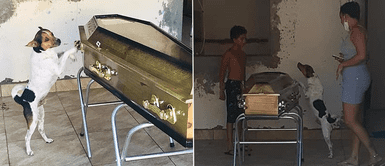 Perro no quiso despegarse del ataúd de su dueña durante el velatorio Perro no quiso despegarse del ataúd de su dueña durante el velatorio