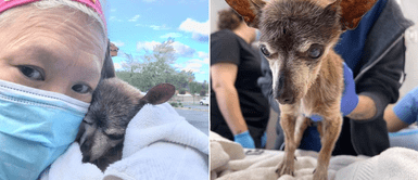 Denuncian que perro fue abandonado días antes de morir por su deteriorada edad Perro fue abandonado por su exdueño días antes de fallecer por su avanzada edad