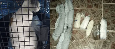 Gato fue detenido por policías cuando intentaba pasar droga a una cárcel Gato fue detenido por policías cuando intentaba pasar droga a una cárcel