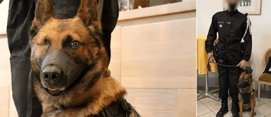 Pastor alemán perdió un ojo cuando intentaba detener a un feroz delincuente Pastor alemán perdió un ojo cuando intentaba detener a un feroz delincuente