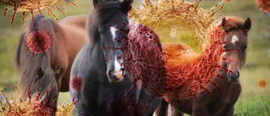 Investigadores desarrollan suero contra el COVID-19 a través del plasma de caballos Investigadores desarrollan suero contra el COVID-19 a través del plasma de caballos