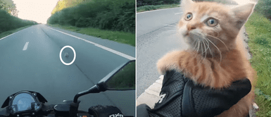 Motociclista rescató a un gato recién nacido que abandonaron en la carretera Motociclista rescató a un gato recién nacido que abandonaron en la carretera