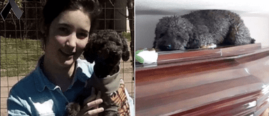 Perro visita cada semana el ataúd de su dueña que falleció hace 4 años Perro visita cada semana el ataúd de su dueña que falleció hace 4 años