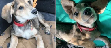 Denuncian que cachorro fue abandonado en un poste junto a un letrero: Denuncian que cachorro fue abandonado en un poste junto a un letrero: "Soy sordo"