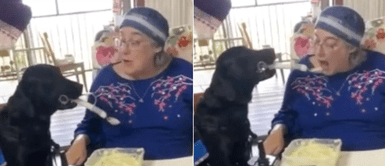 Cachorro se encarga de hacer comer a su dueña tetrapléjica en silla de ruedas Cachorro se encarga de hacer comer a su dueña tetrapléjica en silla de ruedas