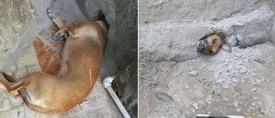Cachorra fue rescatada por bomberos tras quedar atrapada en un agujero en la pared Cachorra fue rescatada por bomberos tras quedar atrapada en un agujero en la pared
