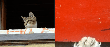 Gata abandonada rascó una puerta para ser ayudada antes de morir trágicamente Gata abandonada rascó una puerta para ser ayudada antes de morir trágicamente
