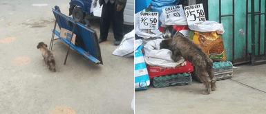 Lima: Dueño de tienda permite que los perros callejeros se alimenten de sus productos Lima: Dueño de tienda permite que los perros callejeros se alimenten de sus productos