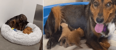 Perra que perdió a sus crías ahora amamanta a una camada de gatos recién nacidos Perra que perdió a sus crías ahora amamanta a una camada de gatos recién nacidos