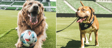 Equipo de la MLS mostrará a perros rescatados para fomentar la adopción Equipo de la MLS mostrará a perros rescatados para fomentar la adopción