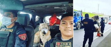Los Olivos: PNP detuvo el tránsito en la Panamericana Norte para rescatar a un perro atropellado Los Olivos: PNP detuvo el tránsito en la Panamericana Norte para rescatar a un perro atropellado